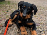 Silvia - Instinct Canin