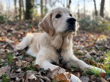 Silvia - Instinct Canin