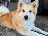 Silvia - Instinct Canin