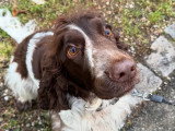 Silvia - Instinct Canin