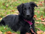 Silvia - Instinct Canin