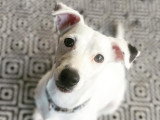 Listen'Dog78