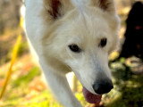 Listen'Dog78