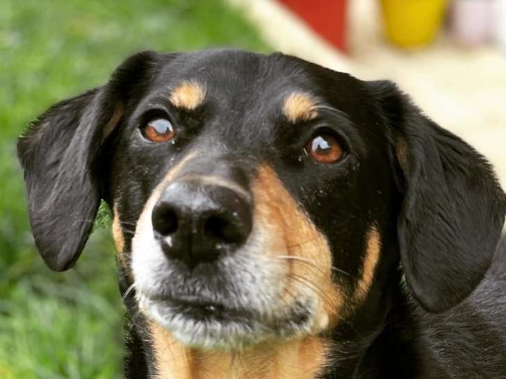 Listen'Dog78