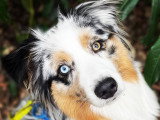 Listen'Dog78