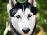 Listen'Dog78