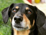 Listen'Dog78
