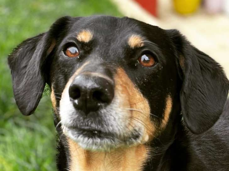 Listen'Dog78