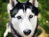 Listen'Dog78