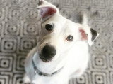 Listen'Dog78