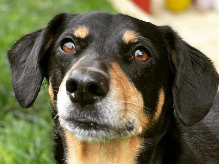 Listen'Dog78