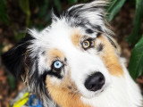 Listen'Dog78