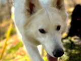 Listen'Dog78