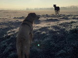 Listen'Dog78