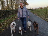Ben&Dogs