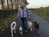 Ben&Dogs