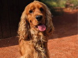 Cyn'éduc