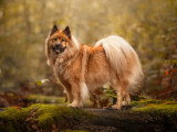 Dico Dog