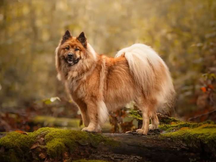 Dico Dog