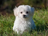 Dico Dog