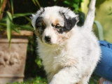 Dico Dog