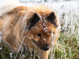 Dico Dog