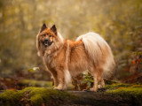 Dico Dog