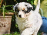 Dico Dog
