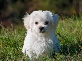 Dico Dog