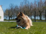 Dico Dog