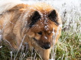 Dico Dog