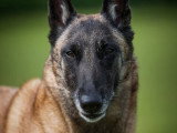TeamDog