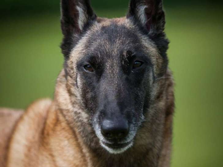 TeamDog