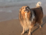 TeamDog