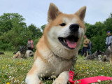 TeamDog