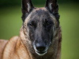 TeamDog