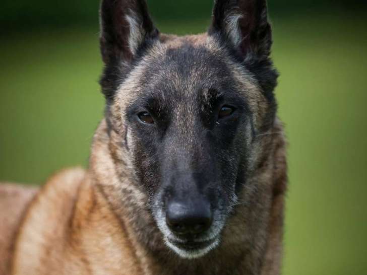 TeamDog