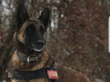 TeamDog