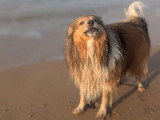 TeamDog
