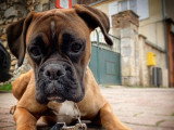 TeamDog