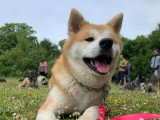 TeamDog