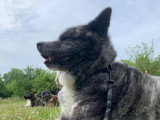 TeamDog