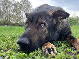 TeamDog