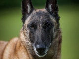 TeamDog