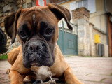 TeamDog