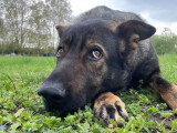 TeamDog