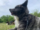 TeamDog