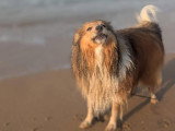 TeamDog