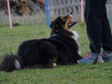 Teach Your Dog