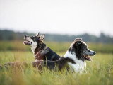 Dog It Together